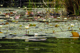 Water Lillies floating in river Belize