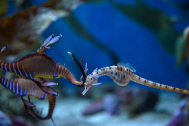 Weedy seadragon Phyllopteryx taeniolatus swimming seahorse