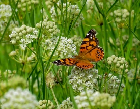 West Coast lady butterfly on white Whorled Milkweed