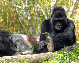 western lowland gorilla playing with his toe