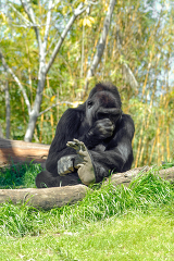 western lowland gorilla plays with his feet