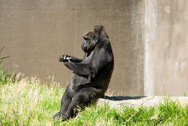 western lowland gorilla sits on a rock wall