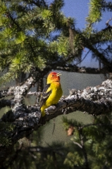western tanager resting on tree branch