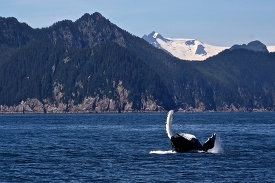whale off coast of alaska