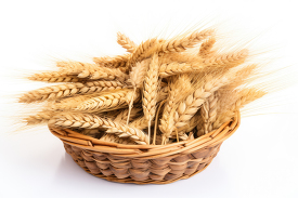 wheat_in_a_basket_on_a_white
