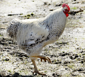 white and black rooster walking in a field