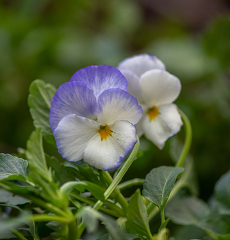 white and blue violet flower