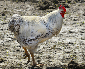 white and brown chicken with black spots walking