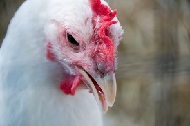 white chicken with a red bill