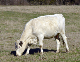 white cow grazing in a grassy fiel