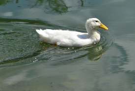 white duck swimming in pond photo 32