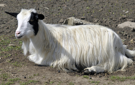 white goat at farm photo 58