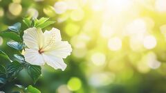 White Hibiscus Flower Blooms in Tropical Garden