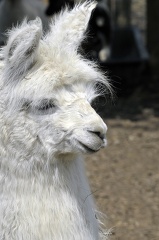 white llama side view at farm
