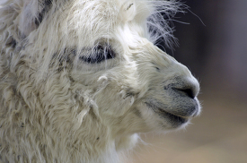 white llama with long hair