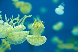 White spotted jelly phyllorhiza punctata jellyfish