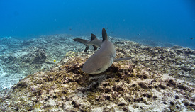 Whitetip Shark at Pearl and Hermes Atoll
