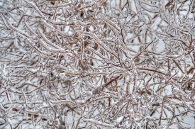 winter ice pattern of tree brances