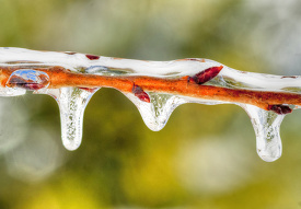 winter snow ice on a fruit tree branch