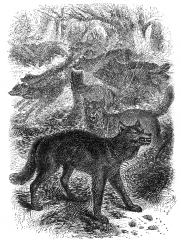 wolf historical illustration