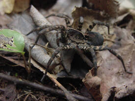 Wolf spider on leaves