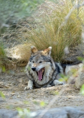 yawning gray-wolf-mexican-wolf