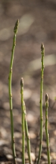 Year old asparagus