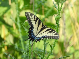yellow Eastern tiger swallowtail butterfly rests on a thistle