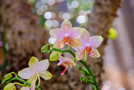 yellow white purple phalaenopsis orchids in greenhouse 0463