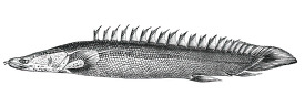 young polypterus historical illustration africa