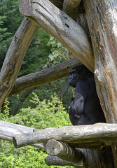 young western lowland gorilla 58A