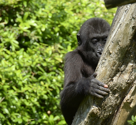 young western lowland gorilla hangs on tree