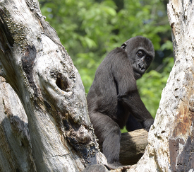 young western lowland gorilla in a tree