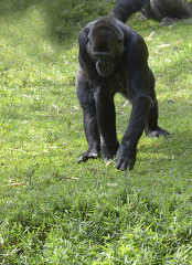 young western lowland gorilla looks at grass