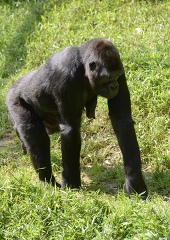 young western lowland gorilla walks on all fous