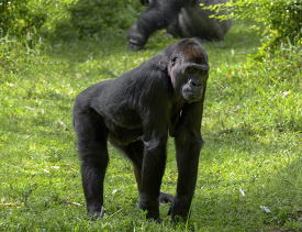 young western lowland gorilla walks on grass