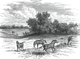 zebra at home in africa historical illustration africa