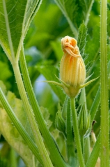 zuccini flower closeup photo