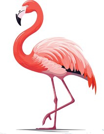 pink flamingo bird standing on one leg