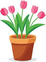 pink tulips in a pot with green leaves