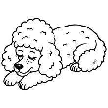 poodle in a sleeping position black outline