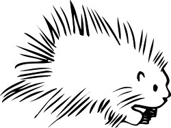 porcupine rodent mammal outline cutout printable clip art
