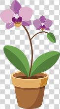 potted orchid with two blooming flowers