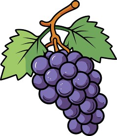 purple grapes on stem clip art