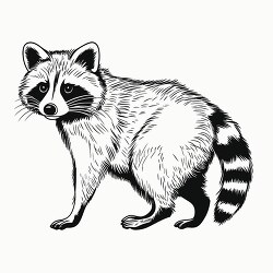 raccoon animal black outline clip art