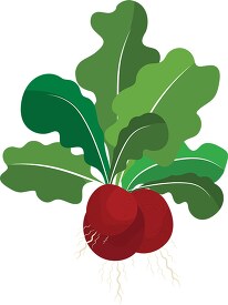 raddish plant with leaves and roots illustrated clipart