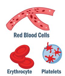 red blood cells eruthorcyte platelets clip art