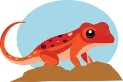 red newt on a rock