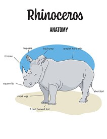 rhinoceros illustration of anatomy printable clip art