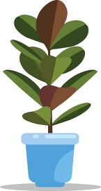 Rubber tree House Plant Clipart